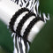 Mountain Gorilla Links | Mini Kismet Bracelet | Black x Gunmetal